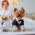 Pes na svatbě je vítán! Máme pro tebe inspirace, jak ho vystrojit