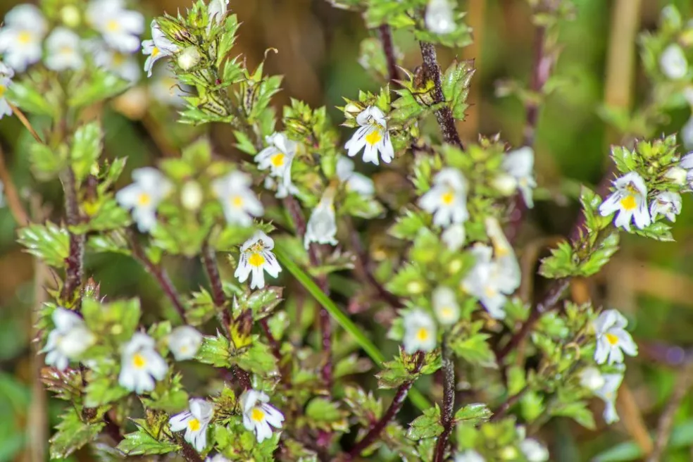 Světlík lékařský, Euphrasia officinalis