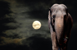 Slon ve snu odráží vnitřní sílu, ale také poukazuje na překážky v životě