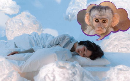 Opice ve snu
