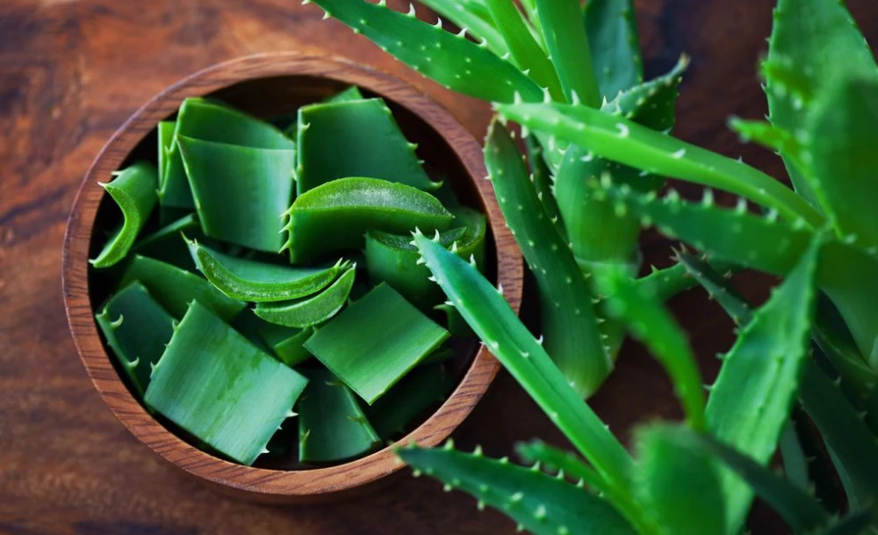 použití Aloe vera