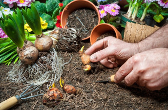 Čas na podzimní výsadbu cibulovin: Co zasadit hned a co ještě počká?