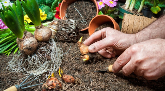 Čas na podzimní výsadbu cibulovin: Co zasadit hned a co ještě počká?