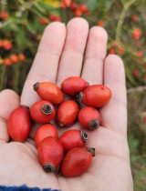 Uskladnění šípků a recepty na chladné dny: Čaj, sirup, džem a další!