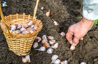 Tyto rostliny zasaďte na podzim a na jaře předběhnete svou úrodou sousedy!