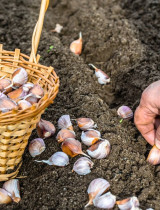 Tyto rostliny zasaďte na podzim a na jaře předběhnete svou úrodou sousedy!