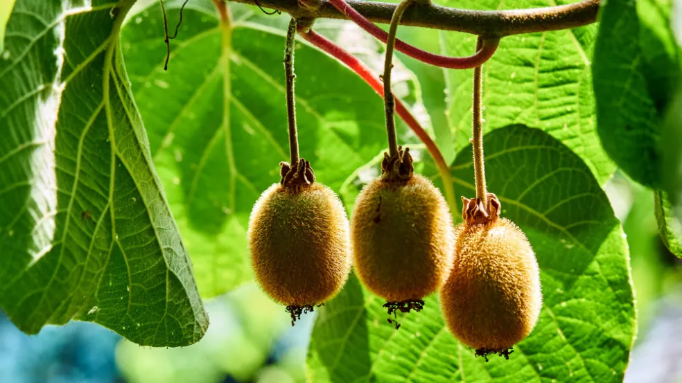 kiwi pěstované na Slovensku