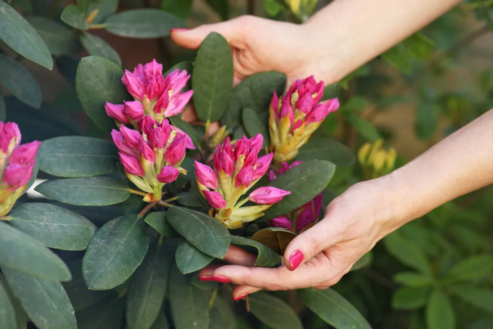 kvetoucí rododendron