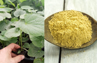 Kava kava: Přírodní lék na spánek a pohodu, nebo riziko pro játra? Co byste měli vědět