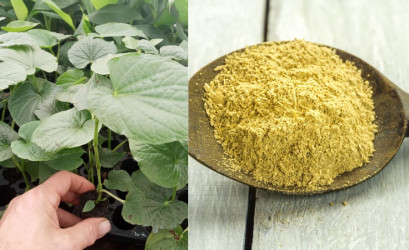 Kava kava: Přírodní lék na spánek a pohodu, nebo riziko pro játra? Co byste měli vědět