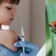 Očkování proti klíšťové encefalitidě – kdy o něm uvažovat a jaká jsou rizika?