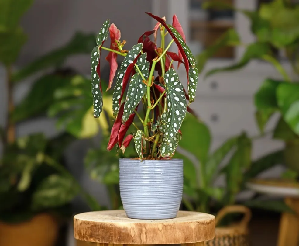 Begonia maculata