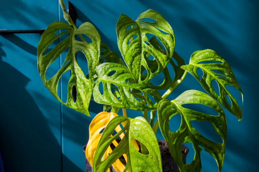 Monstera adansonii