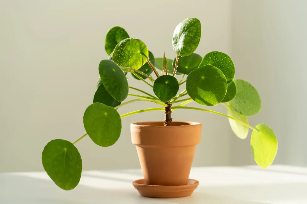 Pilea peperomioides  