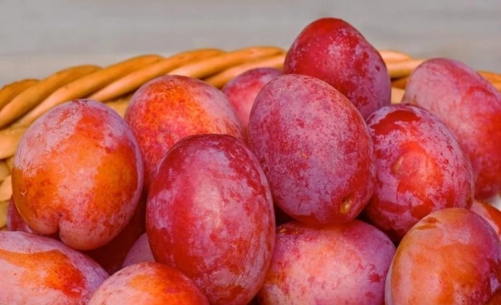 Výsadba švestky krok za krokem