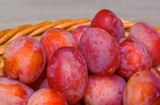 Výsadba švestky krok za krokem: jednodušší, než si myslíte