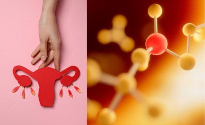 Luteinizační hormon v ženském těle – co způsobuje jeho nízká nebo vysoká hladina?