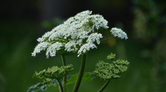Andělika čínská – kořen ženského zdraví v čínské medicíně. Co všechno dokáže?