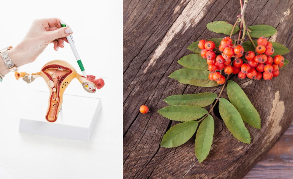 berberin při polycystických ovariích