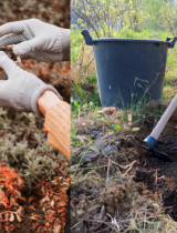 Jak připravit zahradu na zimu: Sběr semínek, zazimování a úkryt pro rostliny