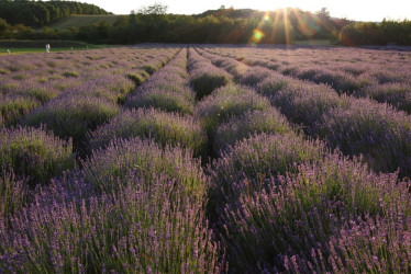 Levandulové údolí: Krása, zdraví a klid v srdci české přírody