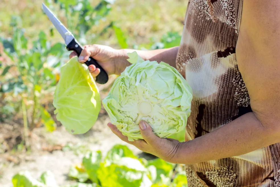 použití zelných listů