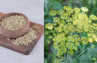 Bedrník anýz – jeho fantastické účinky na zdraví musíte znát!