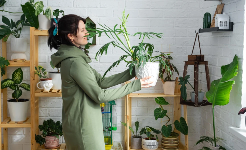 Jak správně rozmístit rostliny v interiéru