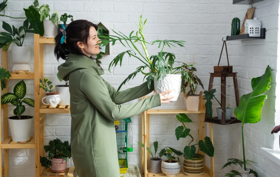 Jak správně rozmístit rostliny v interiéru
