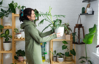 Jak rozmístit pokojové rostliny? Pokojovky na správných místech jako funkční prvek