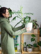 Jak rozmístit pokojové rostliny? Pokojovky na správných místech jako funkční prvek