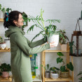 Jak rozmístit pokojové rostliny? Pokojovky na správných místech jako funkční prvek