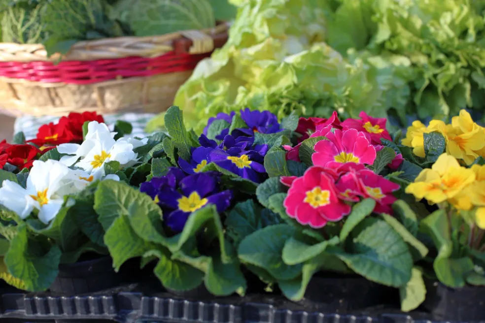 květiny na jarní balkon