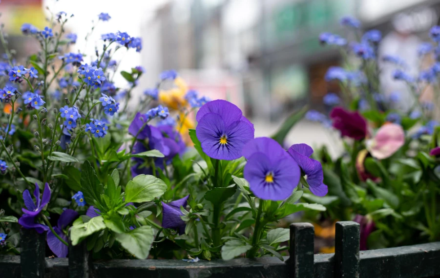 první jarní rostliny na balkon