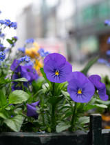 První jarní rostliny na balkon: Barvy, které probudí váš domov