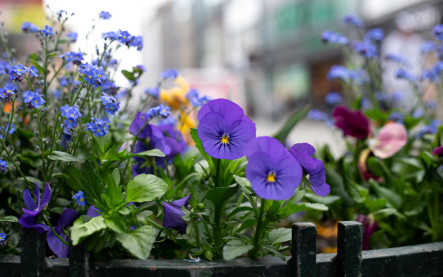první jarní rostliny na balkon