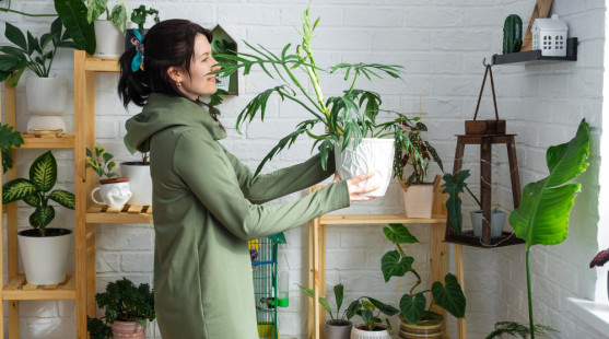 Jak rozmístit pokojové rostliny? Pokojovky na správných místech jako funkční prvek