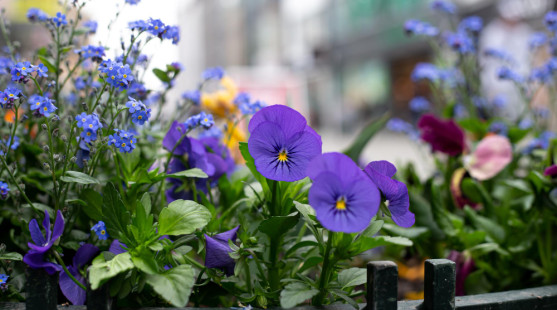 První jarní rostliny na balkon: Barvy, které probudí váš domov