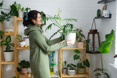 Jak rozmístit pokojové rostliny? Pokojovky na správných místech jako funkční prvek