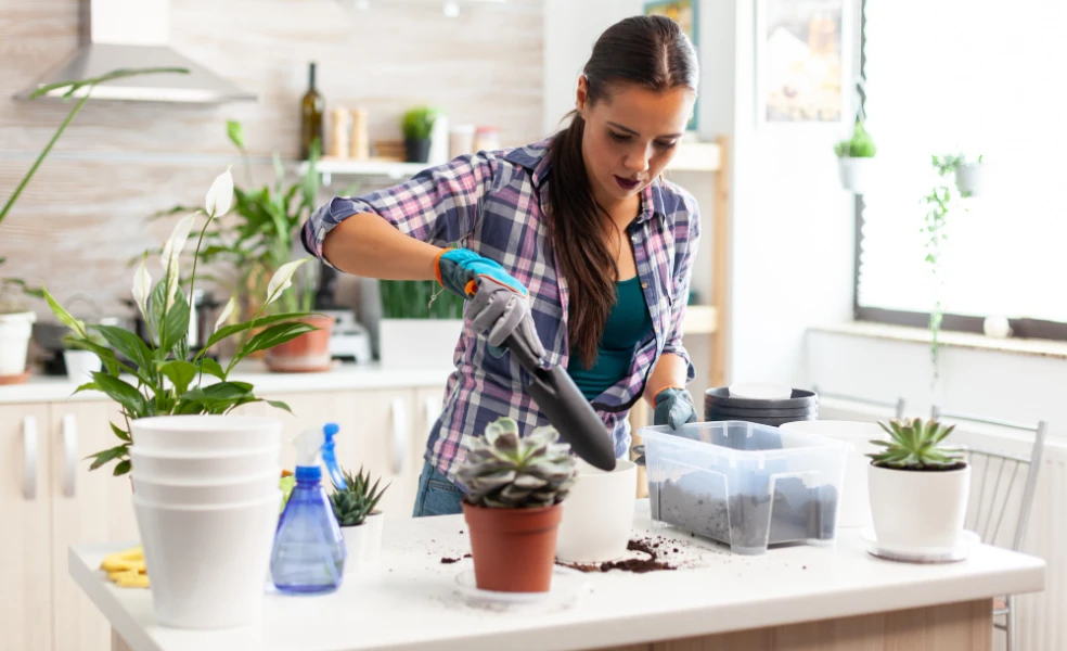 přesazování pokojovek