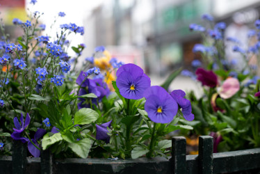 První jarní rostliny na balkon: Barvy, které probudí váš domov