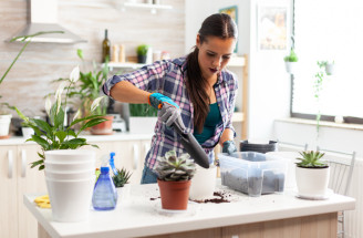 Přesazování pokojovek: Proč jaro není vždy ten správný čas?