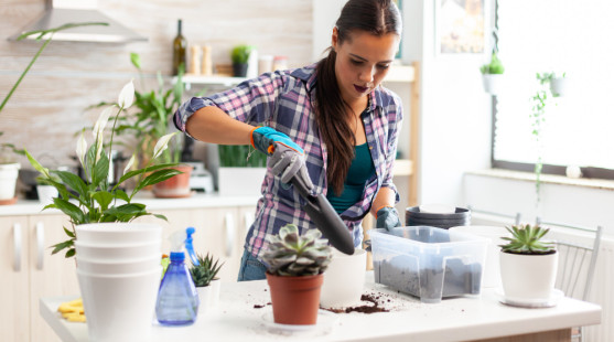 Přesazování pokojovek: Proč jaro není vždy ten správný čas?
