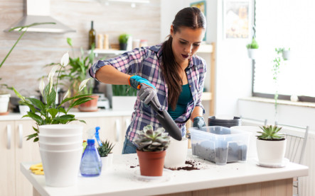 přesazování pokojovek