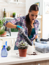 Přesazování pokojovek: Proč jaro není vždy ten správný čas?