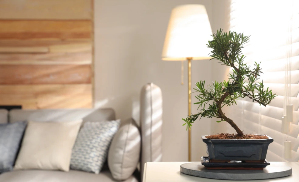 bonsaj stromek venku správné pěstování bonsaje