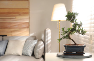 Bonsaje nejsou náročné: Proč hynou a jak je správně pěstovat