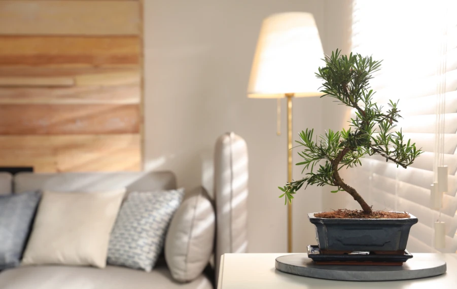 bonsaj stromek venku správné pěstování bonsaje