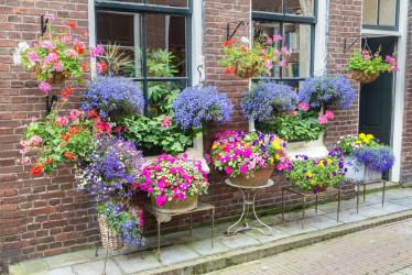 Nenáročné rostliny do venkovních květináčů, které zkrášlí okno, balkon i terasu