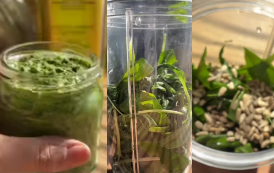 Domácí pesto z medvědího česneku recept jarní bylinky